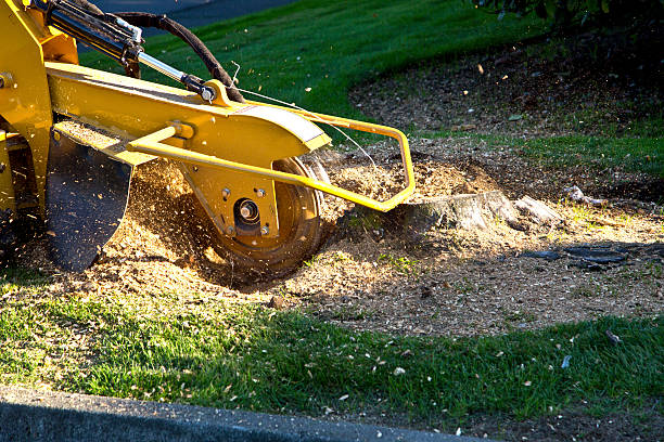 Best Tree Removal Near Me  in Oxon Hill, MD